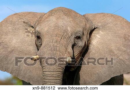 African elephant (Loxodonta africana). This male elephant is warning not get closer. Etosha national Park, Namibia View Large Photo Image Stock Image - African elephant (Loxodonta africana). This male elephant is warning not get closer. Etosha national Park, Namibia. Fotosearch