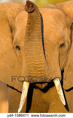 Stock Image - African Elephant Loxodonta africana - Young, Kruger National Park, South Africa. Fotosearch