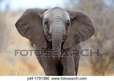 Stock Image - African Elephant Loxodonta africana - Young, Kruger National Park, South Africa. Fotosearch