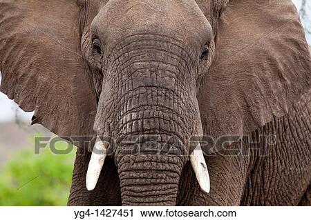 Stock Image - African Elephant Loxodonta africana Vulnerable species Mashatu Game Reserve Tuli block, Botswana November 2010. Fotosearch