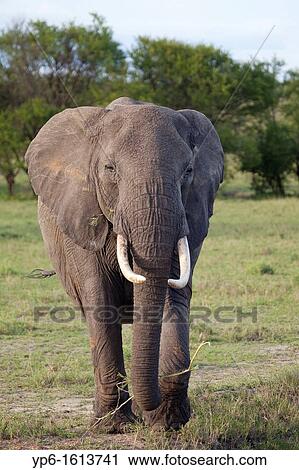 Stock Image - African Elephant Loxodonta africana, Serengeti National Park, Tanzania. Fotosearch