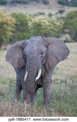 Stock Image - African Elephant Loxodonta africana standing in savannah, Serengeti National Park, Tanzania. Fotosearch