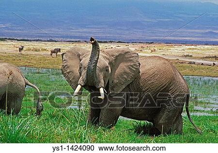 AFRICAN ELEPHANT loxodonta africana, ADULT IN SWAMP SNIFFING THE AIR, KENYA View Large Photo Image Stock Image - AFRICAN ELEPHANT loxodonta africana, ADULT IN SWAMP SNIFFING THE AIR, KENYA. Fotosearch