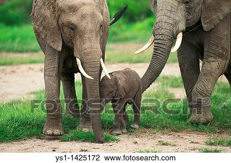 AFRICAN ELEPHANT loxodonta africana, MOTHER WITH CALF, KENYA View Large Photo Image Stock Image - AFRICAN ELEPHANT loxodonta africana, MOTHER WITH CALF, KENYA. Fotosearch