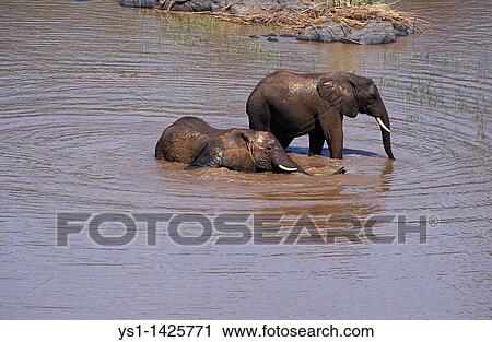 AFRICAN ELEPHANT loxodonta africana, YOUNGS HAVING BATH, KENYA View Large Photo Image Stock Image - AFRICAN ELEPHANT loxodonta africana, YOUNGS HAVING BATH, KENYA. Fotosearch