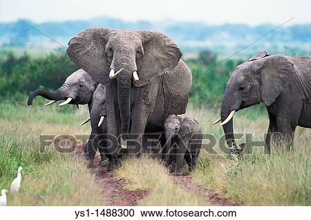 African Elephant, loxodonta africana, Female with Calf, Masai Mara park in Kenya View Large Photo Image Stock Image - African Elephant, loxodonta africana, Female with Calf, Masai Mara park in Kenya. Fotosearch