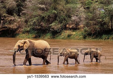 African Elephant, loxodonta africana, Female with Calf crossing River, Samburu Park in Kenya View Large Photo Image Stock Image - African Elephant, loxodonta africana, Female with Calf crossing River, Samburu Park in Kenya. Fotosearch