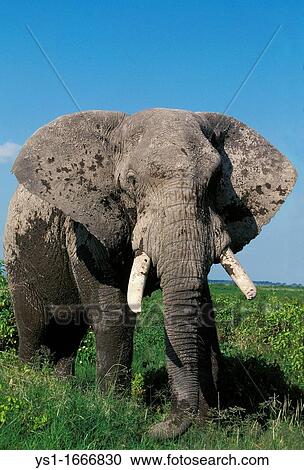 Stock Image - African Elephant, loxodonta africana, Adult in Amboseli Park, Kenya. Fotosearch