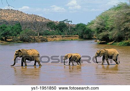 African Elephant, loxodonta africana, Group crossing River, Samburu park in Kenya. View Large Photo Image Stock Image - African Elephant, loxodonta africana, Group crossing River, Samburu park in Kenya.. Fotosearch