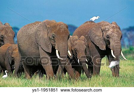 African Elephant, loxodonta africana, Herd at Masai Mara Park in Kenya. View Large Photo Image Stock Image - African Elephant, loxodonta africana, Herd at Masai Mara Park in Kenya.. Fotosearch