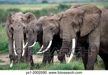 African Elephant, loxodonta africana, Herd walking through Savannah, Kenya. View Large Photo Image Stock Image - African Elephant, loxodonta africana, Herd walking through Savannah, Kenya.. Fotosearch