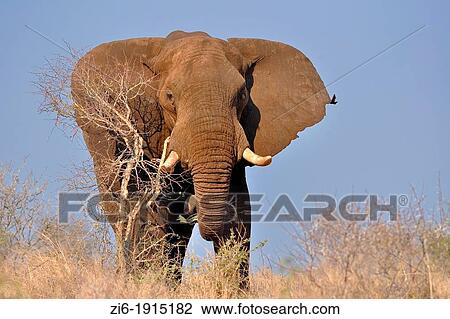 Stock Image - African Elephant, Loxodonta africana, eating, Kruger National Park, South Africa. Fotosearch