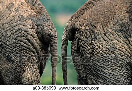 African Elephant. Loxodonta africana, Addo National Park, South Africa View Large Photo Image Stock Photo - African Elephant. Loxodonta africana, Addo National Park, South Africa. Fotosearch