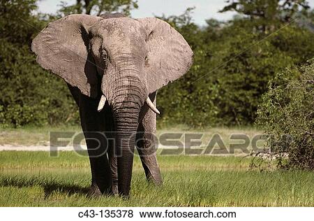 African Elephant (Loxodonta africana). Chobe National Park, Botswana View Large Photo Image Stock Photo - African Elephant (Loxodonta africana). Chobe National Park, Botswana. Fotosearch