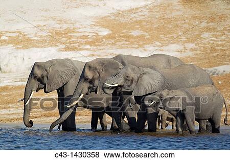 African Elephant Loxodonta africana - Breeding herd drinking at the bank of the Chobe River Photographed from a boat Chobe National Park, Botswana View Large Photo Image Stock Photo - African Elephant Loxodonta africana - Breeding herd drinking at the bank of the Chobe River Photographed from a boat Chobe National Park, Botswana. Fotosearch