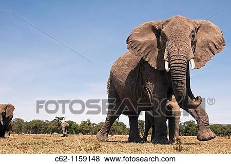 African elephant (Loxodonta africana) showing defensive behaviour to protect young -wide angle perspective-, Maasai Mara National Reserve, Kenya View Large Photo Image Stock Photo - African elephant (Loxodonta africana) showing defensive behaviour to protect young -wide angle perspective-, Maasai Mara National Reserve, Kenya. Fotosearch