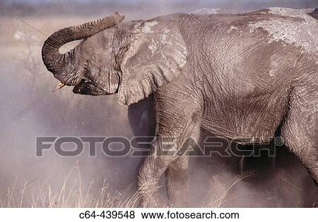 African elephant (Loxodonta africana). Etosha National Park. Namibia View Large Photo Image Stock Photo - African elephant (Loxodonta africana). Etosha National Park. Namibia. Fotosearch