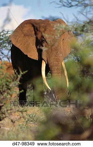 Stock Photo - African Elephant (Loxodonta africana). Samburu National Reserve, Kenya. Fotosearch