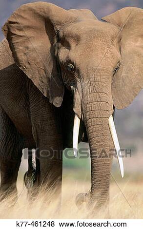Stock Photo - African Elephant (Loxodonta africana). Samburu National Reserve. Kenya. Fotosearch