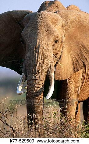 African Elephant (Loxodonta africana). Samburu National Reserve, Kenya View Large Photo Image Stock Photo - African Elephant (Loxodonta africana). Samburu National Reserve, Kenya. Fotosearch
