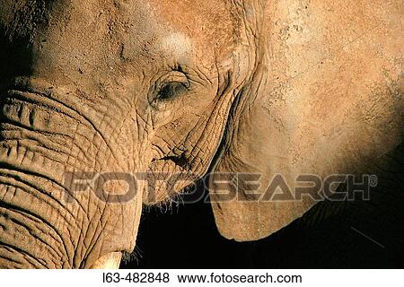Stock Photo - African Elephant (Loxodonta africana). Fotosearch