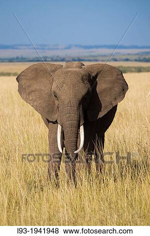 Stock Photo - African elephant (Loxodonta africana) in savanna, Maasai Mara National Reserve, Kenya, Africa.. Fotosearch
