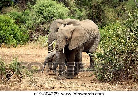 African Elephant (Loxodonta africana), Lake Manyara National Park, Tanzania View Large Photo Image Stock Photo - African Elephant (Loxodonta africana), Lake Manyara National Park, Tanzania. Fotosearch