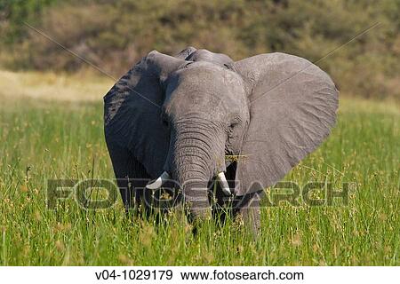Stock Photo - African elephant (Loxodonta africana) in tall grass in Botswana, Africa. Fotosearch