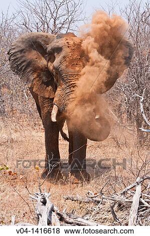 African elephant (Loxodonta africana) covering itself with sand, South Africa View Large Photo Image Stock Photo - African elephant (Loxodonta africana) covering itself with sand, South Africa. Fotosearch