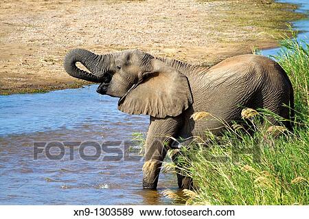 African Elephant (Loxodonta africana) drinking water, Kruger National Park, South Africa. View Large Photo Image Stock Photo - African Elephant (Loxodonta africana) drinking water, Kruger National Park, South Africa.. Fotosearch