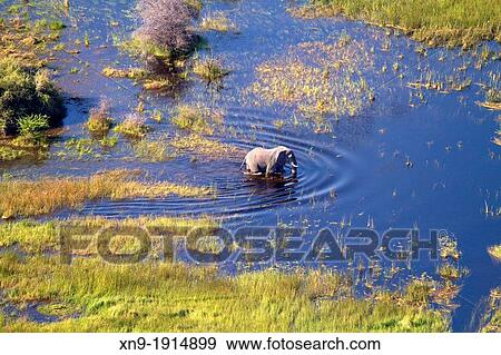 African Elephant Loxodonta africana Aerial View of the Okavango Delta, Botswana View Large Photo Image Stock Photo - African Elephant Loxodonta africana Aerial View of the Okavango Delta, Botswana. Fotosearch
