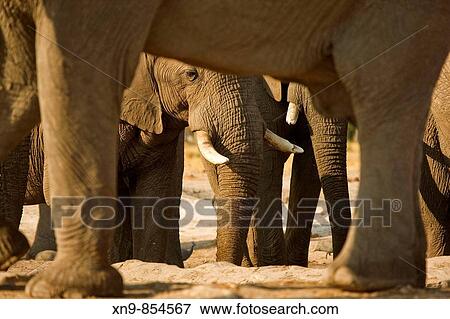 Stock Photo - African Elephant (Loxodonta africana) in the waterhole, Savuti, Chobe National Park, Botswana. Fotosearch