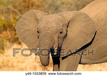 Stock Photo - African Elephant Loxodonta africana, Kruger National Park, South Africa. Fotosearch