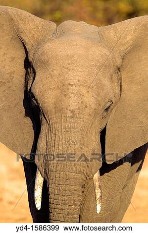 African Elephant Loxodonta africana, Kruger National Park, South Africa View Large Photo Image Stock Photo - African Elephant Loxodonta africana, Kruger National Park, South Africa. Fotosearch