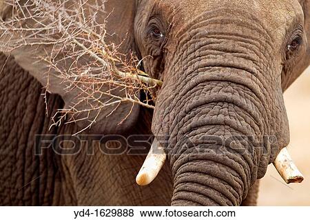 Stock Photo - African Elephant Loxodonta africana, eating, Kruger Narional Pak, South Africa. Fotosearch