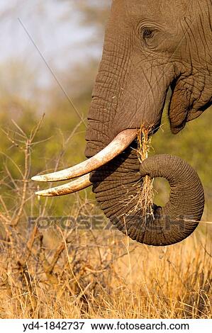 Stock Photo - African Elephant Loxodonta africana, eating, Kruger National Park, South Africa. Fotosearch
