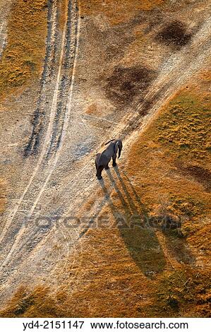 African Elephant (Loxodonta africana). Aerial View of the Okawango Delta, Botswana. View Large Photo Image Stock Photo - African Elephant (Loxodonta africana). Aerial View of the Okawango Delta, Botswana.. Fotosearch
