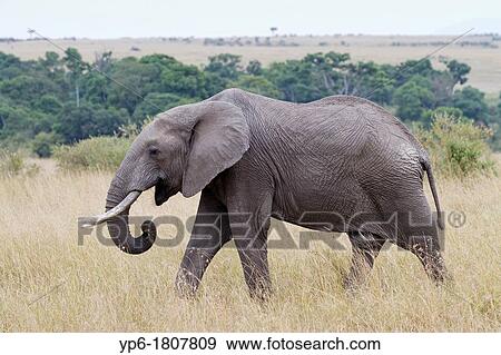 African Elephant Loxodonta africana, Masai Mara, Kenya View Large Photo Image Stock Photo - African Elephant Loxodonta africana, Masai Mara, Kenya. Fotosearch