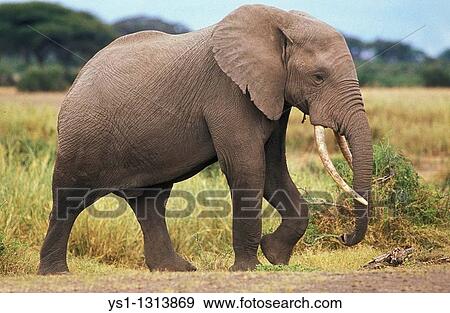 AFRICAN ELEPHANT loxodonta africana, ADULT MALE, KENYA View Large Photo Image Stock Photo - AFRICAN ELEPHANT loxodonta africana, ADULT MALE, KENYA. Fotosearch