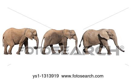 AFRICAN ELEPHANT loxodonta africana View Large Photo Image Stock Photo - AFRICAN ELEPHANT loxodonta africana. Fotosearch