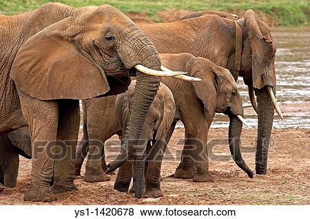 AFRICAN ELEPHANT loxodonta africana, MASAI MARA PARK IN KENYA View Large Photo Image Stock Photo - AFRICAN ELEPHANT loxodonta africana, MASAI MARA PARK IN KENYA. Fotosearch
