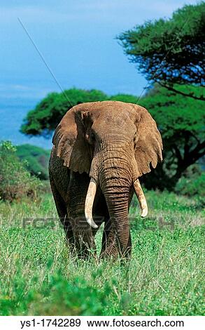 African Elephant, loxodonta africana, Masai Mara Park in Kenya View Large Photo Image Stock Photo - African Elephant, loxodonta africana, Masai Mara Park in Kenya. Fotosearch