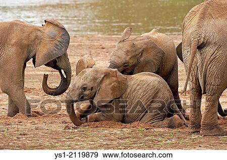 African Elephant, loxodonta africana, Calf having Dust Bath, Masai Mara Park in Kenya. View Large Photo Image Stock Photo - African Elephant, loxodonta africana, Calf having Dust Bath, Masai Mara Park in Kenya.. Fotosearch