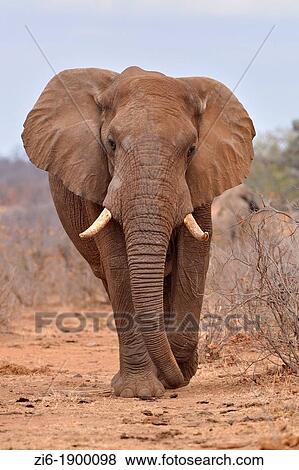 Stock Photo - African elephant, Loxodonta africana, walking, Kruger National Park, South Africa. Fotosearch