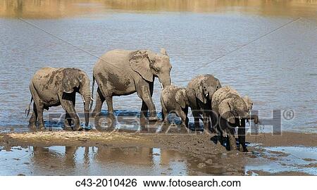 African Elephant (Loxodonta africana) - Breeding herd drinking and mud-bathing at the Shingwedzi River. Kruger National Park, South Africa. View Large Photo Image Stock Photograph - African Elephant (Loxodonta africana) - Breeding herd drinking and mud-bathing at the Shingwedzi River. Kruger National Park, South Africa.. Fotosearch