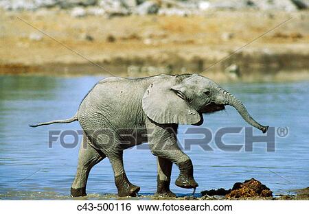 African Elephant (Loxodonta africana); calf having fun at a waterhole. Etosha National Park, Namibia. View Large Photo Image Stock Photograph - African Elephant (Loxodonta africana); calf having fun at a waterhole. Etosha National Park, Namibia.. Fotosearch