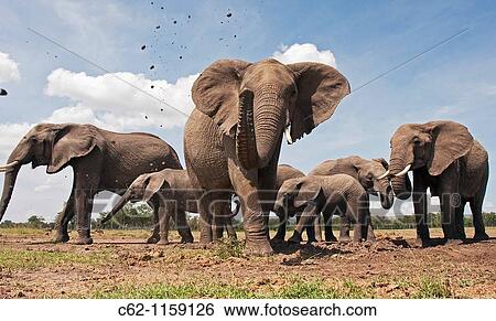 African elephant (Loxodonta africana) spraying mud -wide angle perspective-, Maasai Mara National Reserve, Kenya View Large Photo Image Stock Photograph - African elephant (Loxodonta africana) spraying mud -wide angle perspective-, Maasai Mara National Reserve, Kenya. Fotosearch