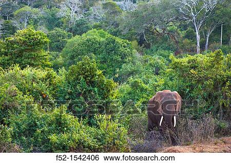 African elephant (Loxodonta africana), Aberdare National Park, Kenia, Africa View Large Photo Image Stock Photograph - African elephant (Loxodonta africana), Aberdare National Park, Kenia, Africa. Fotosearch