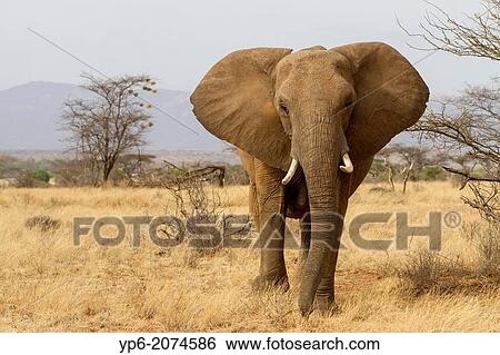 Stock Photograph - African Elephant (Loxodonta africana) in savannah, Samburu National Reserve, Kenya.. Fotosearch