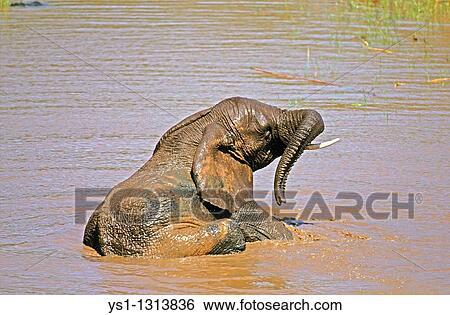 AFRICAN ELEPHANT loxodonta africana, YOUNG HAVING BATH IN WATER, KENYA View Large Photo Image Stock Photograph - AFRICAN ELEPHANT loxodonta africana, YOUNG HAVING BATH IN WATER, KENYA. Fotosearch